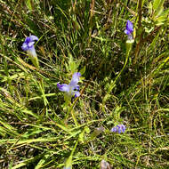 Image of One-Flower Fringed-Gentian