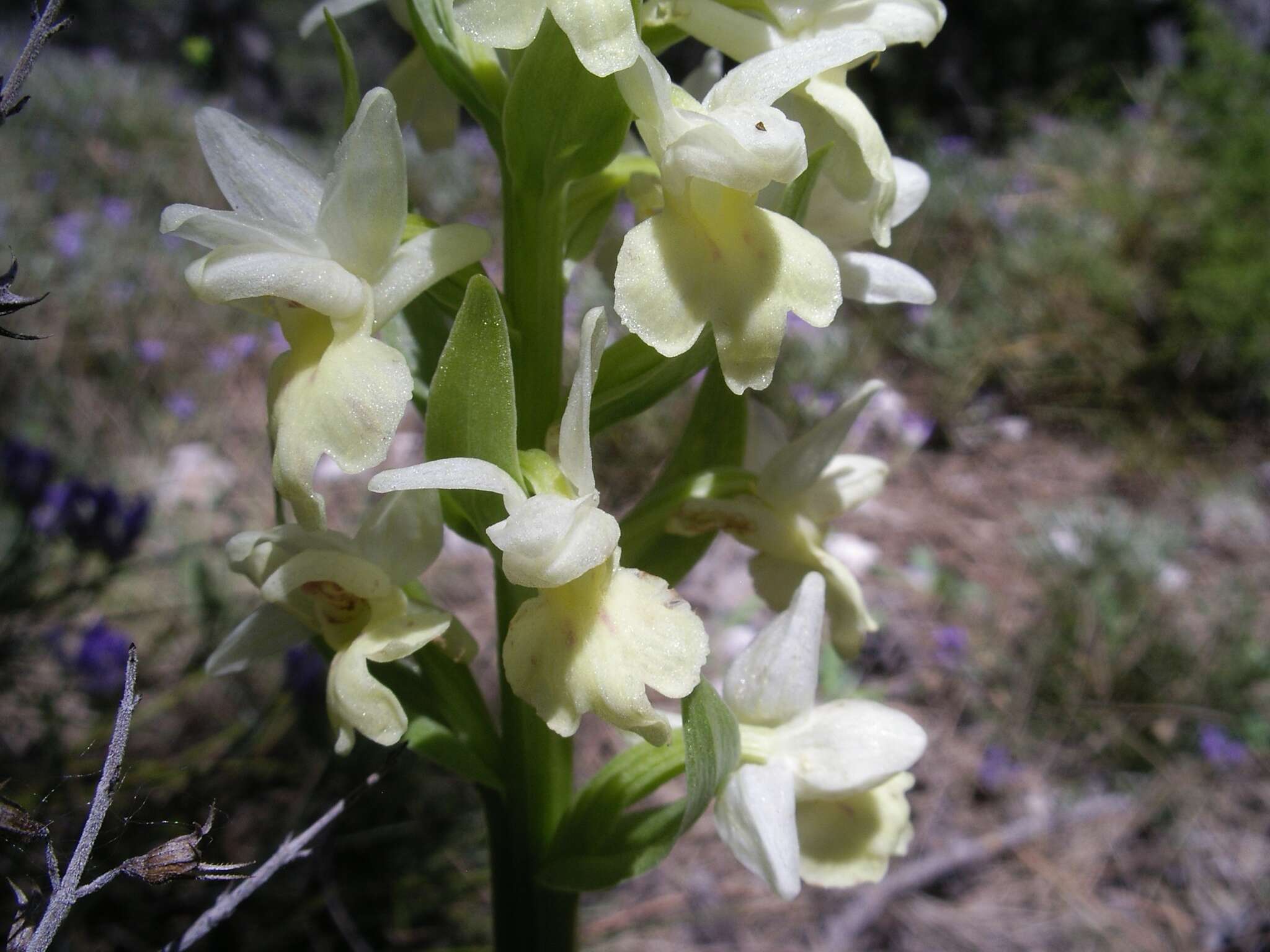 Image de Dactylorhiza insularis (Sommier) Ó. Sánchez & Herrero