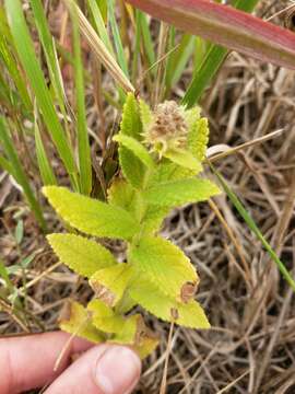 Image of Hairy Hedge-Nettle