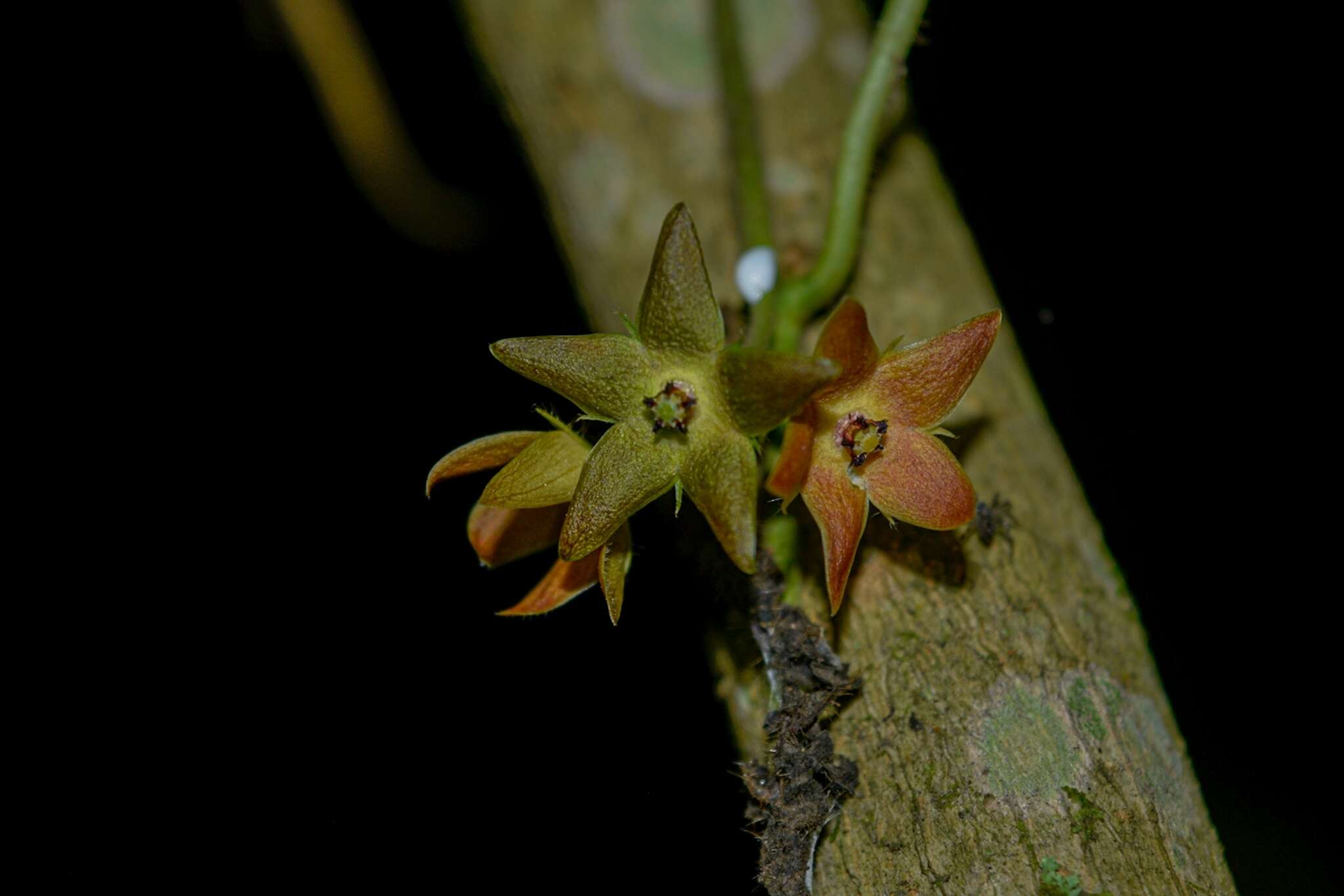 Image of Matelea araneosa (J. D. Sm.) R. E. Woodson