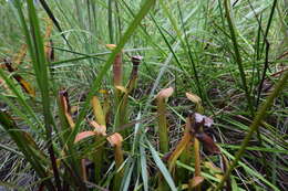 Image of sweet pitcherplant