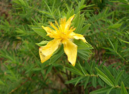 Image of Hypericum mysorense Heyne