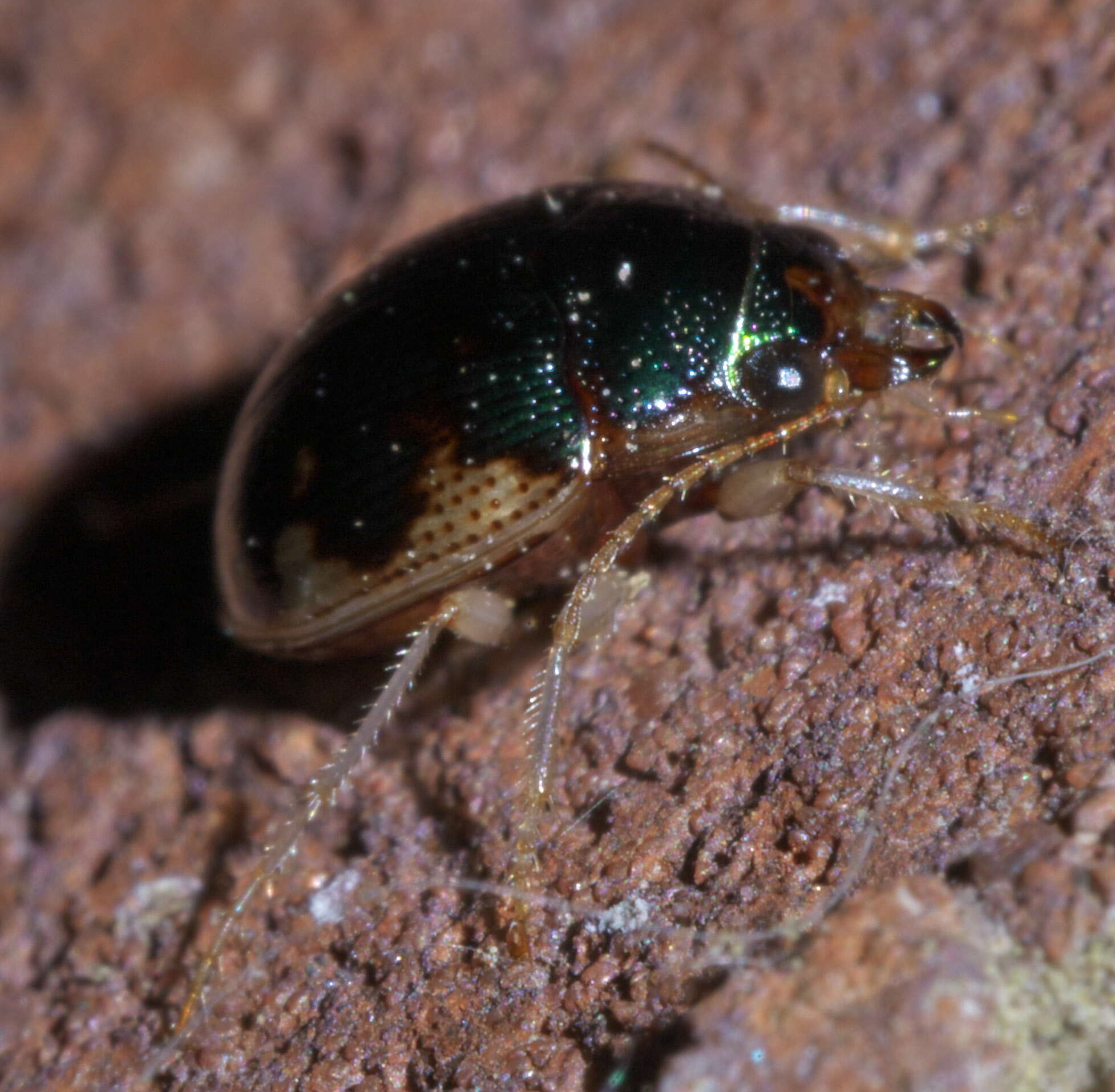 Image of Shiny Round Sand Beetle