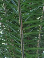 Image of oil palm