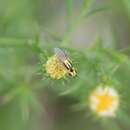 Image of Chlorops sulphureus Loew 1863