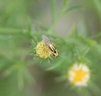 Image of Chlorops sulphureus Loew 1863