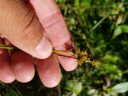 Image de Carex wiegandii Mack.