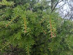 Image of Carolina Hemlock