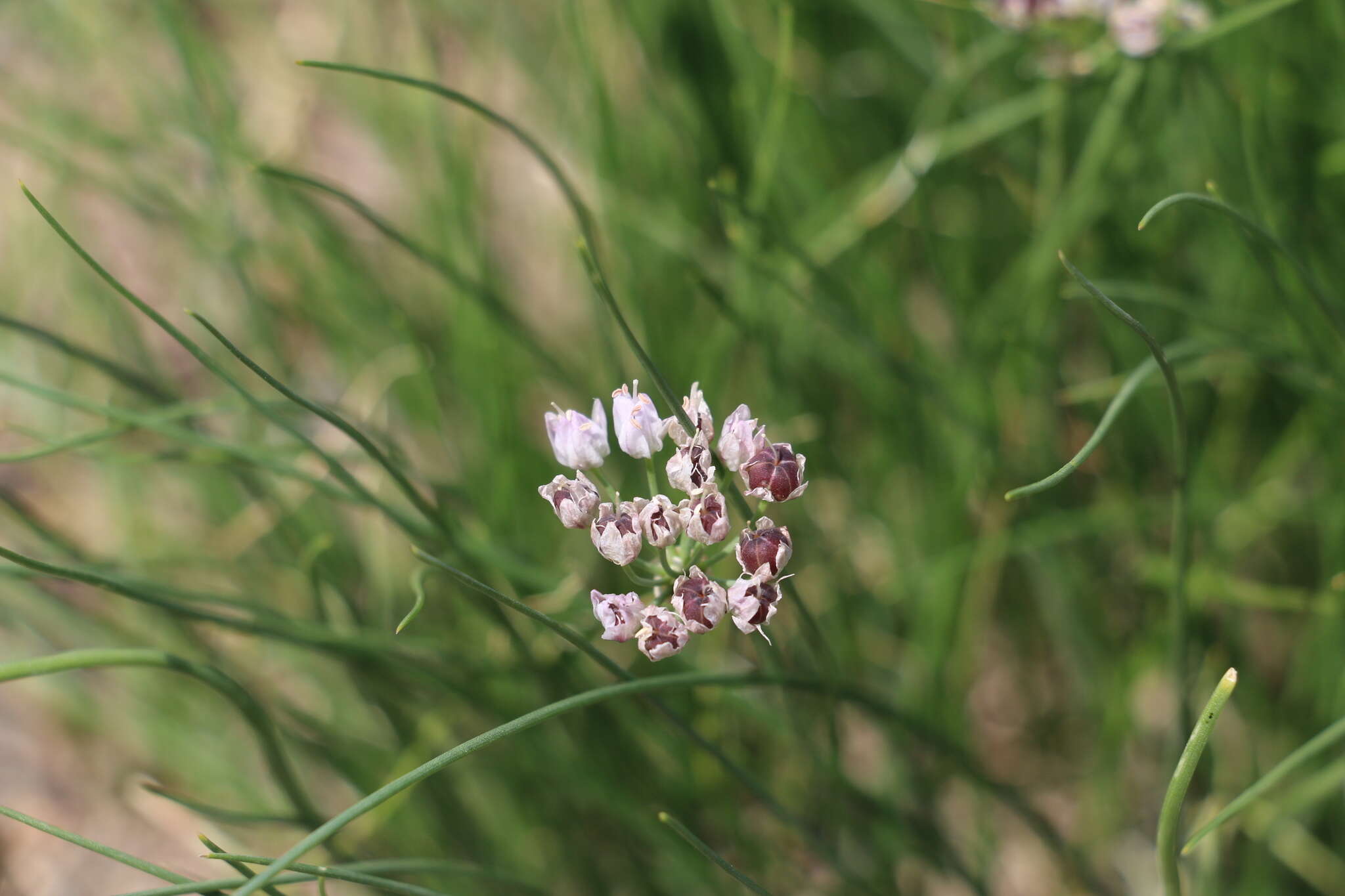 Image of Allium polyrhizum Turcz. ex Regel