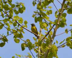 Leiothlypis ruficapilla ruficapilla (Wilson & A 1811) resmi