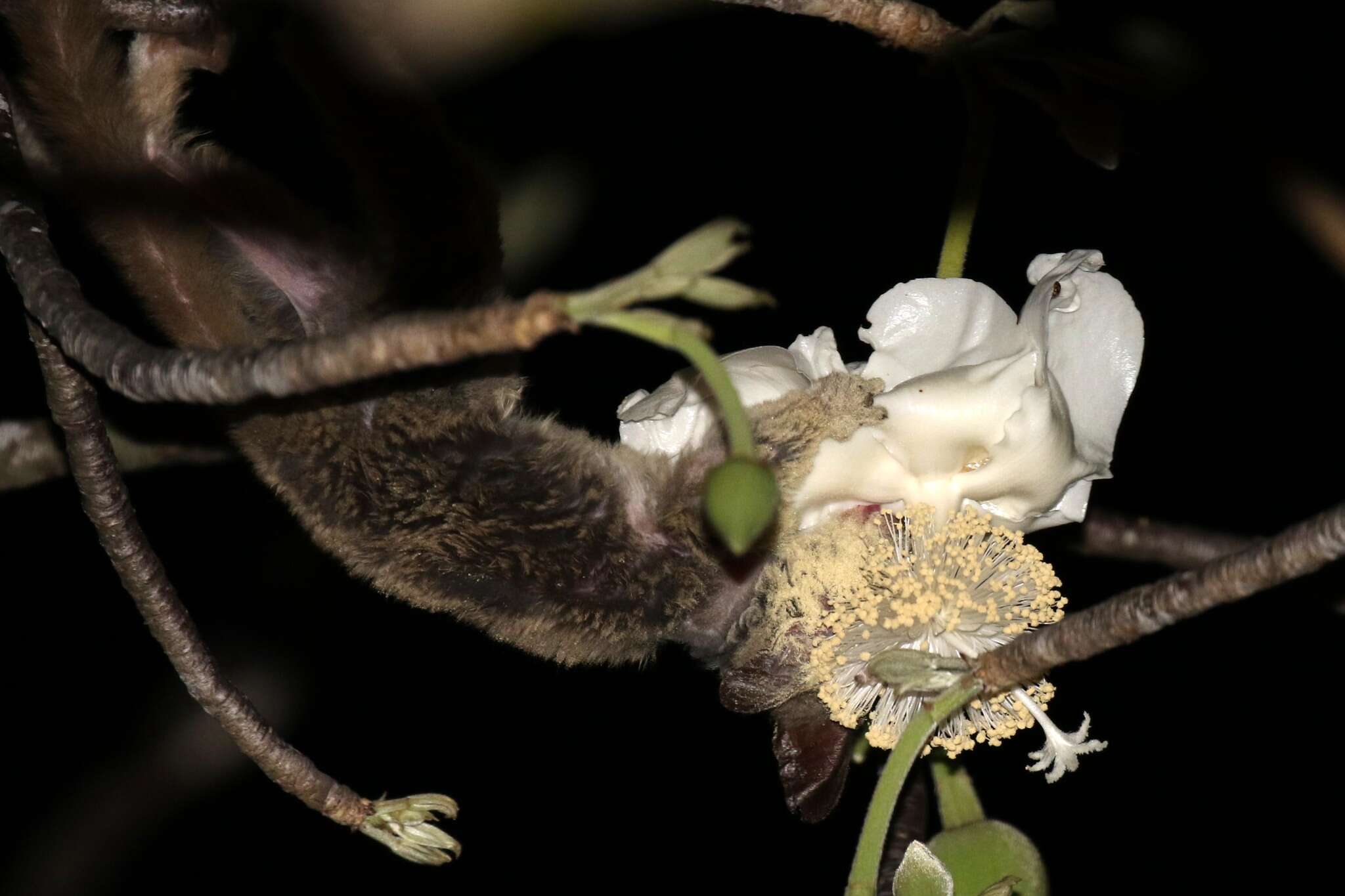 Image of Zanzibar bushbaby