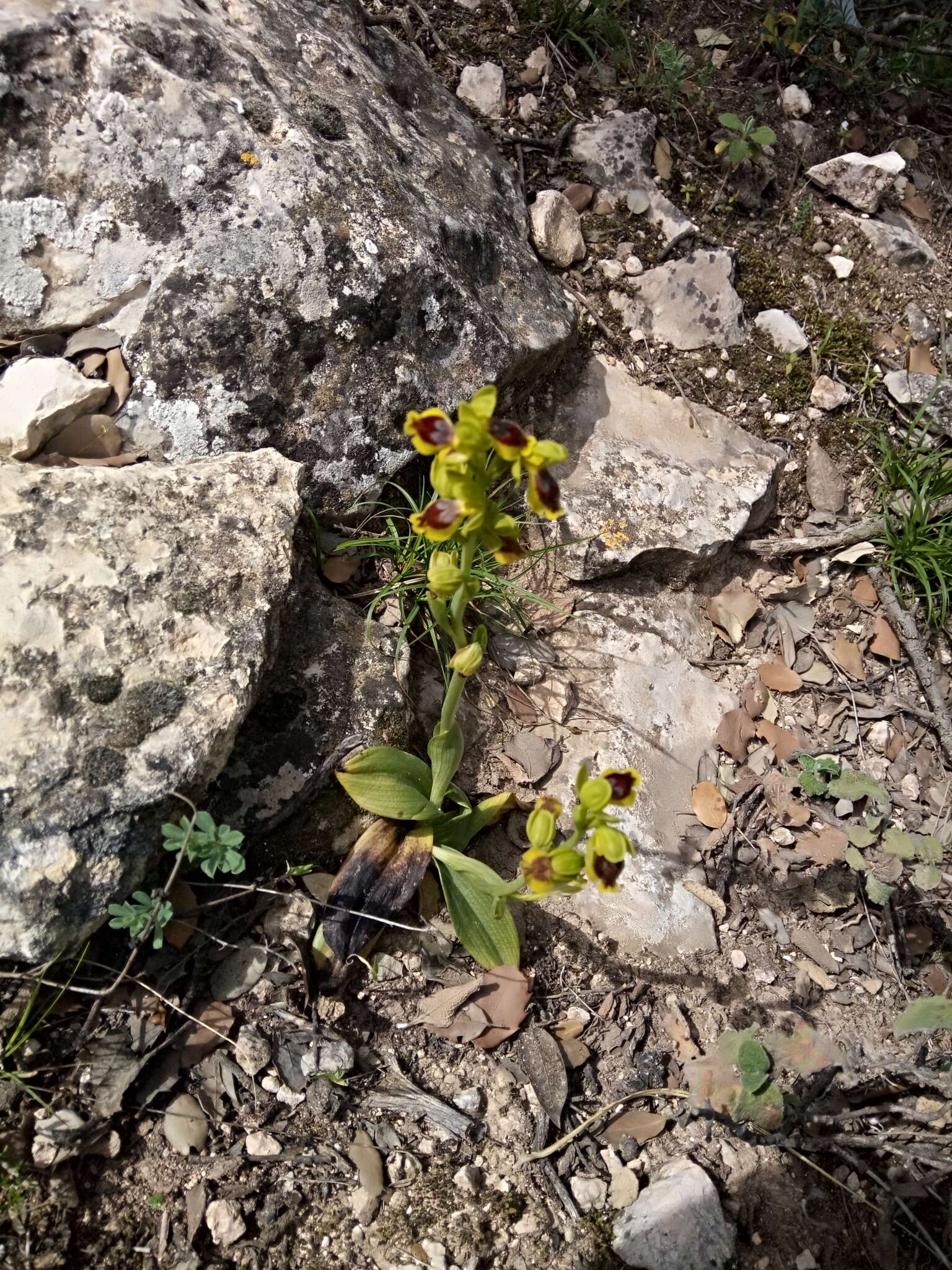 Image of Ophrys battandieri E. G. Camus