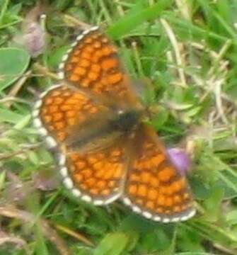 Imagem de <i>Melitaea parthenoides</i>