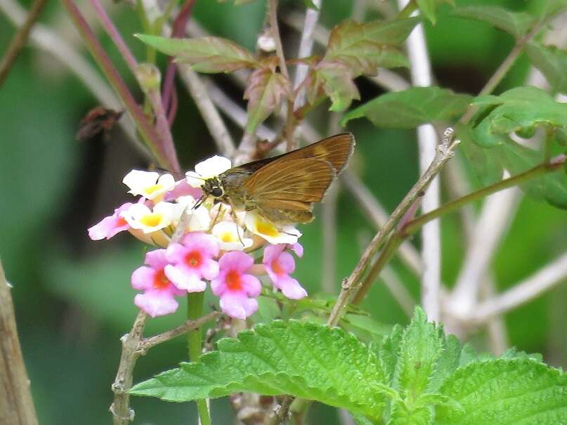 Image of Byssus Skipper