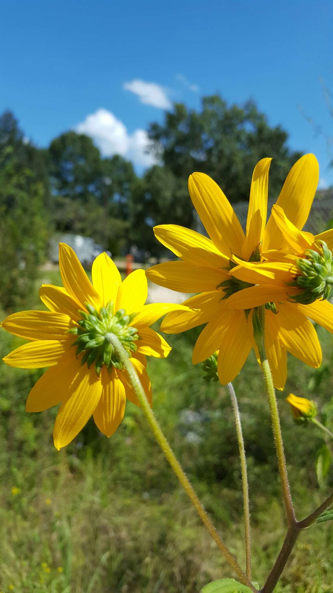 Sivun Helianthus simulans E. E. Watson kuva