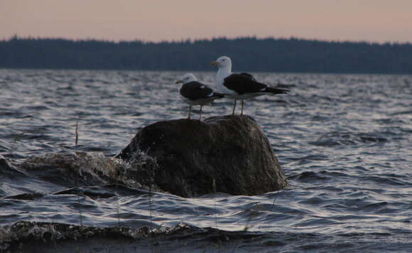 Image of lesser black-backed gull