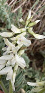 Imagem de Astragalus drummondii Dougl.