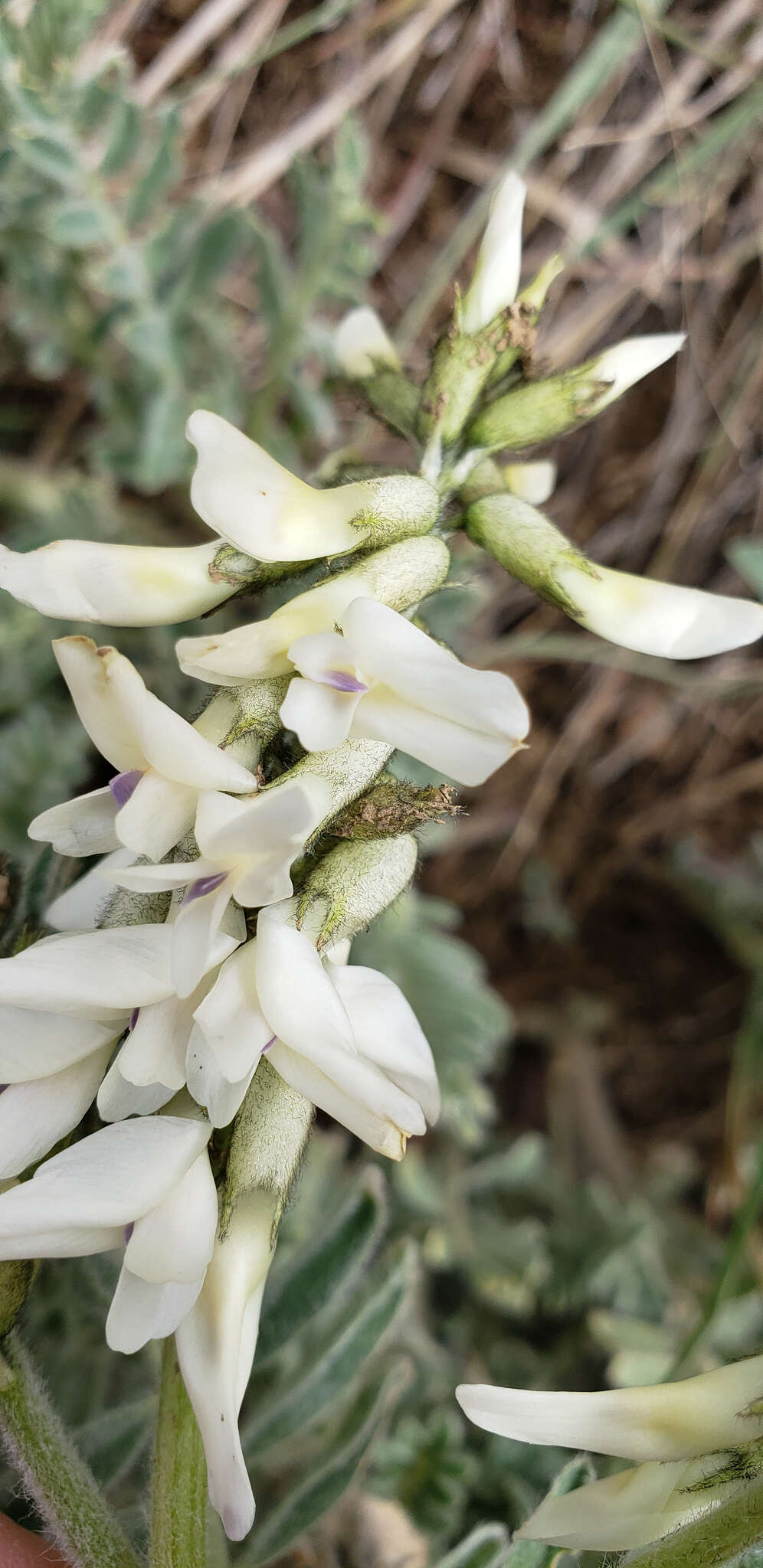 Imagem de Astragalus drummondii Dougl.