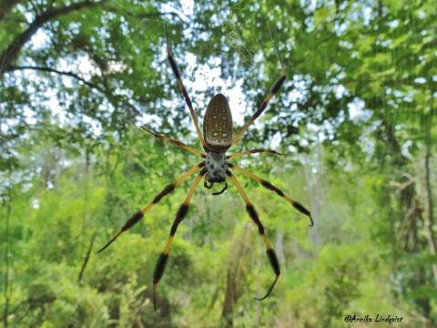 صورة Trichonephila clavipes (Linnaeus 1767)