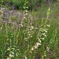 Image of Silene tatarica (L.) Pers.