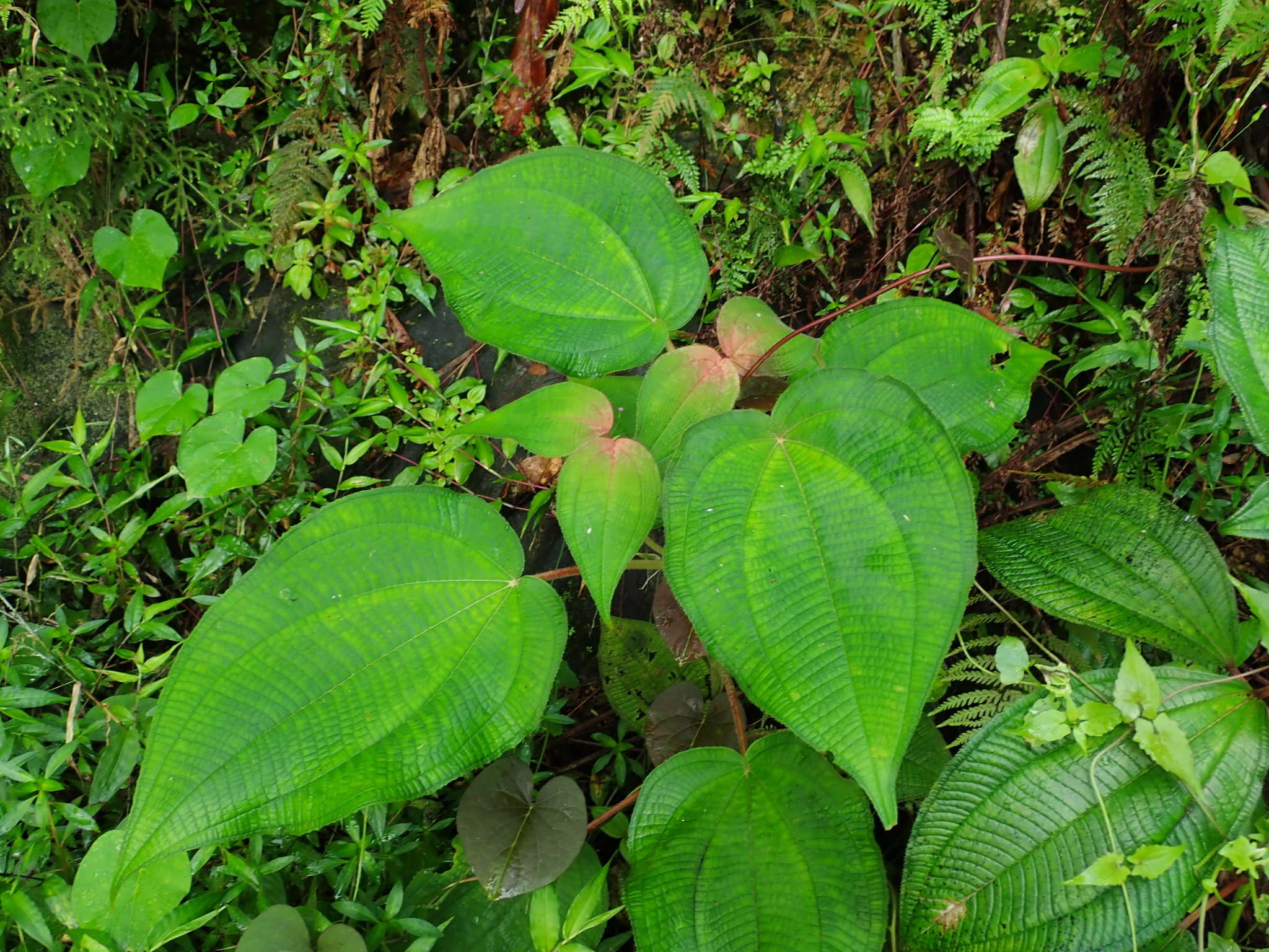 Miconia umbellata (Mill.) Judd & Ionta的圖片