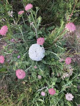 Image of Daucus carota subsp. gummifer (Syme) Hook. fil.