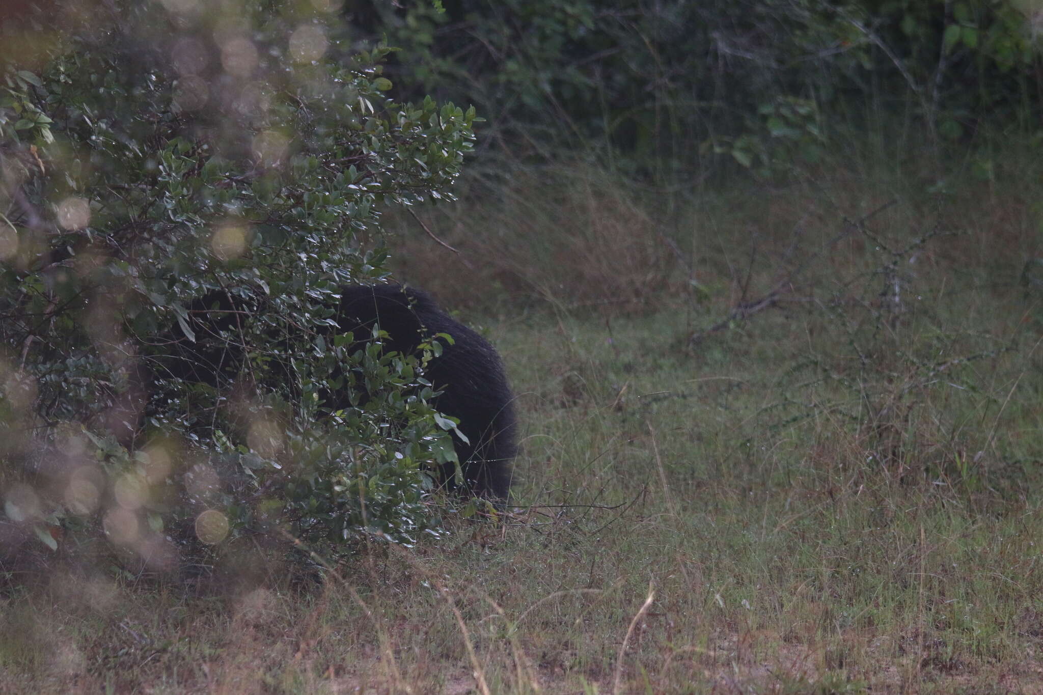 Image of Sri Lankan sloth bear