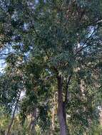 Image of Hakea salicifolia subsp. salicifolia