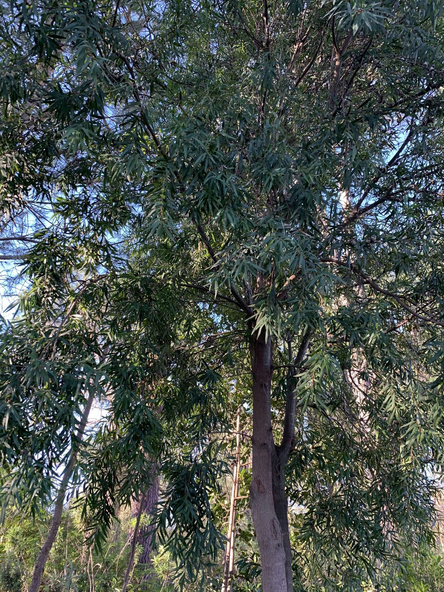 صورة Hakea salicifolia subsp. salicifolia