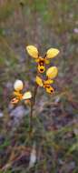 Plancia ëd Diuris laxiflora Lindl.