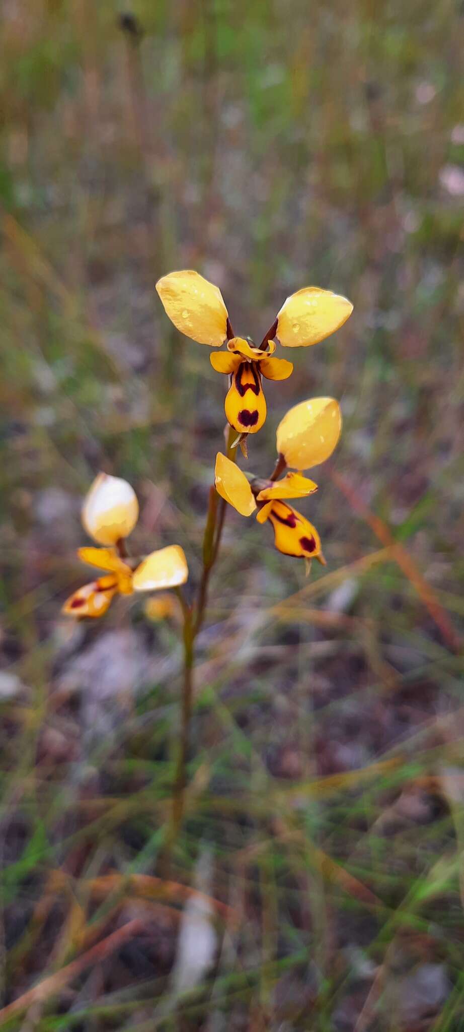 Plancia ëd Diuris laxiflora Lindl.