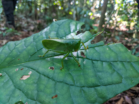 Image of Eurymetopa