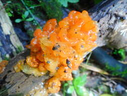 Image of Tremella samoensis Lloyd 1919