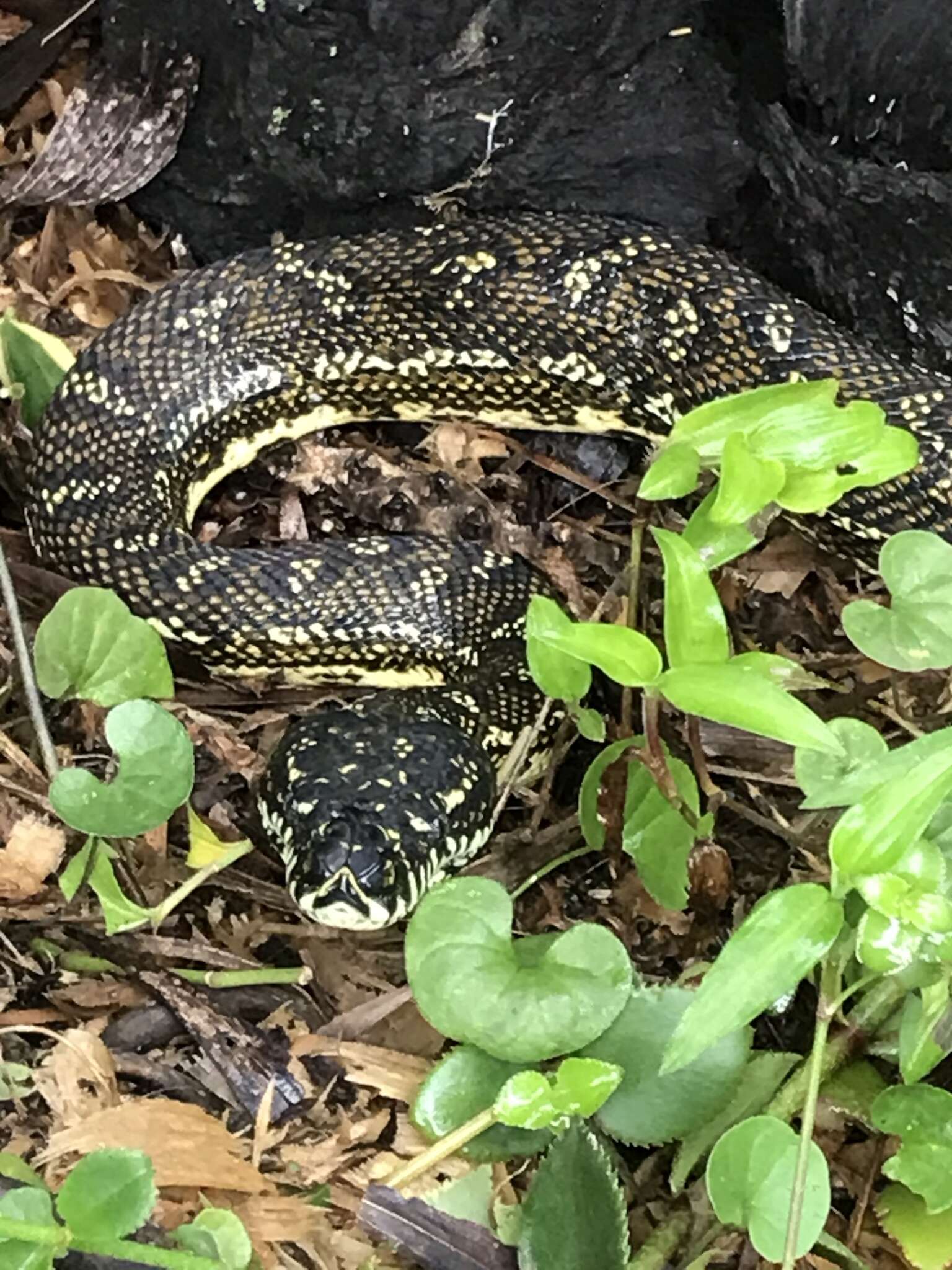 Image of Morelia spilota spilota (Lacépède 1804)