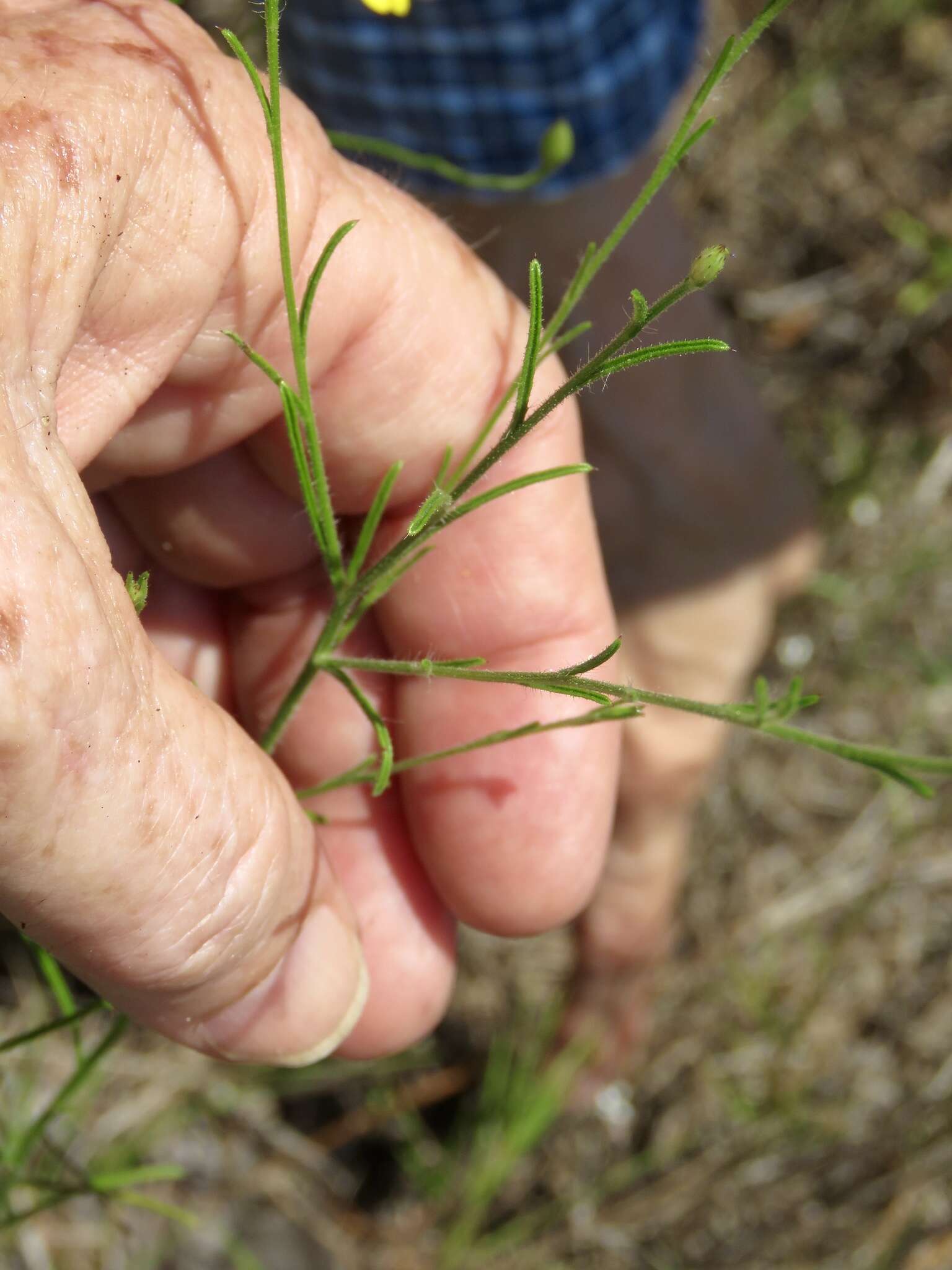 Imagem de Croptilon divaricatum (Nutt.) Rafin.