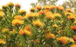 Image of Leucospermum praecox Rourke