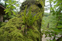 Image of Lepisorus ussuriensis var. distans (Mak.) Tag.