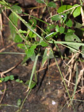 Image of Emerald Spreadwing