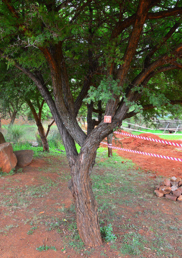 Image of Vachellia nilotica subsp. kraussiana (Benth.) Kyal. & Boatwr.