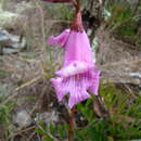 Image of Jacaranda grandifoliolata A. H. Gentry