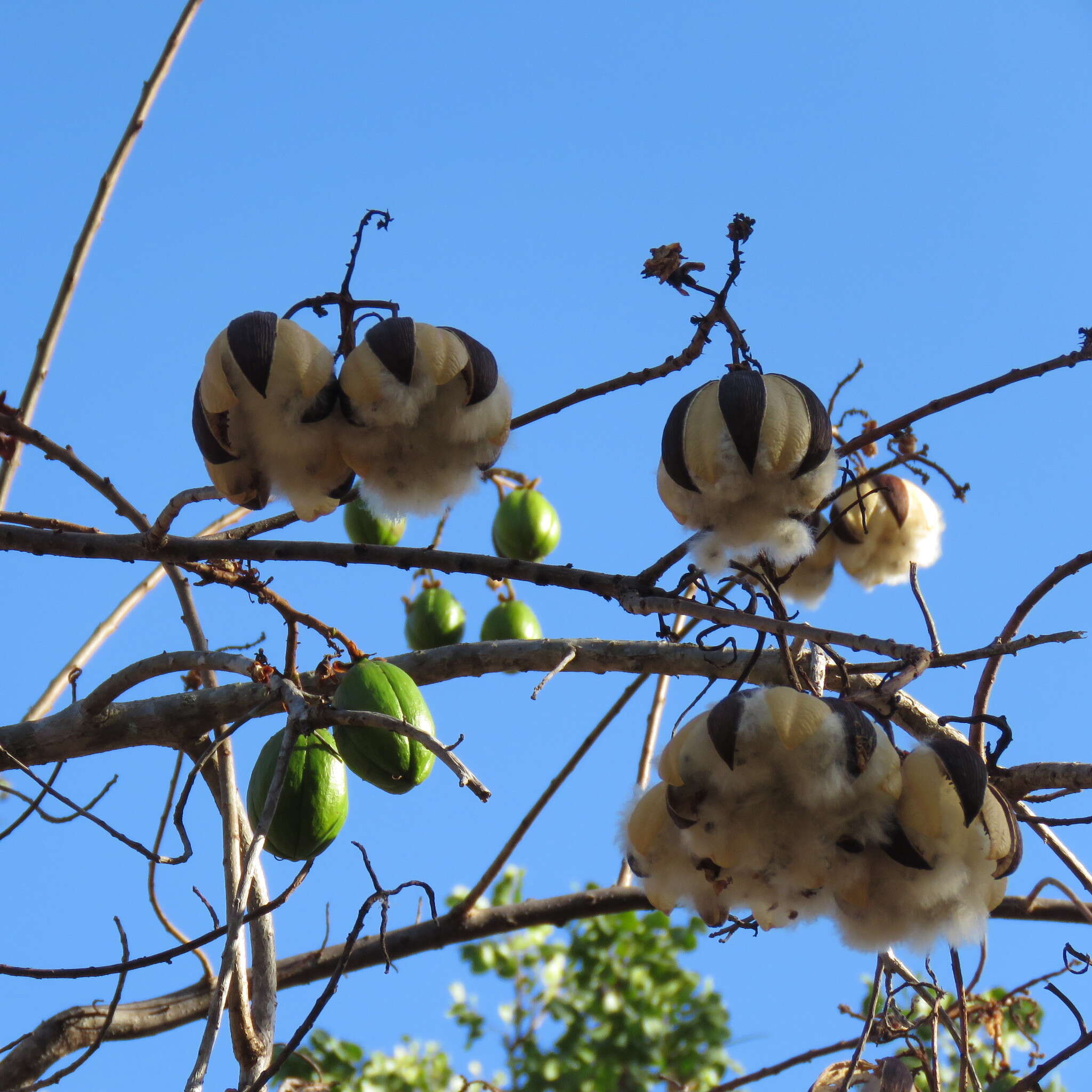 Image of Cochlospermum gillivraei Benth.