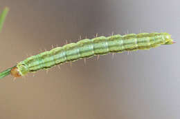 صورة Agonopterix ferulae Zeller 1847