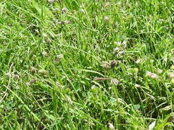 Image of Buffalo Grass