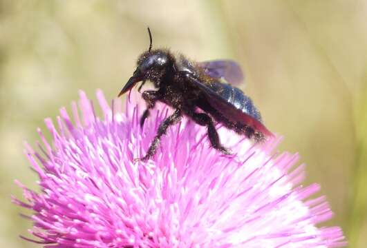 Image of Xylocopa iris (Christ 1791)