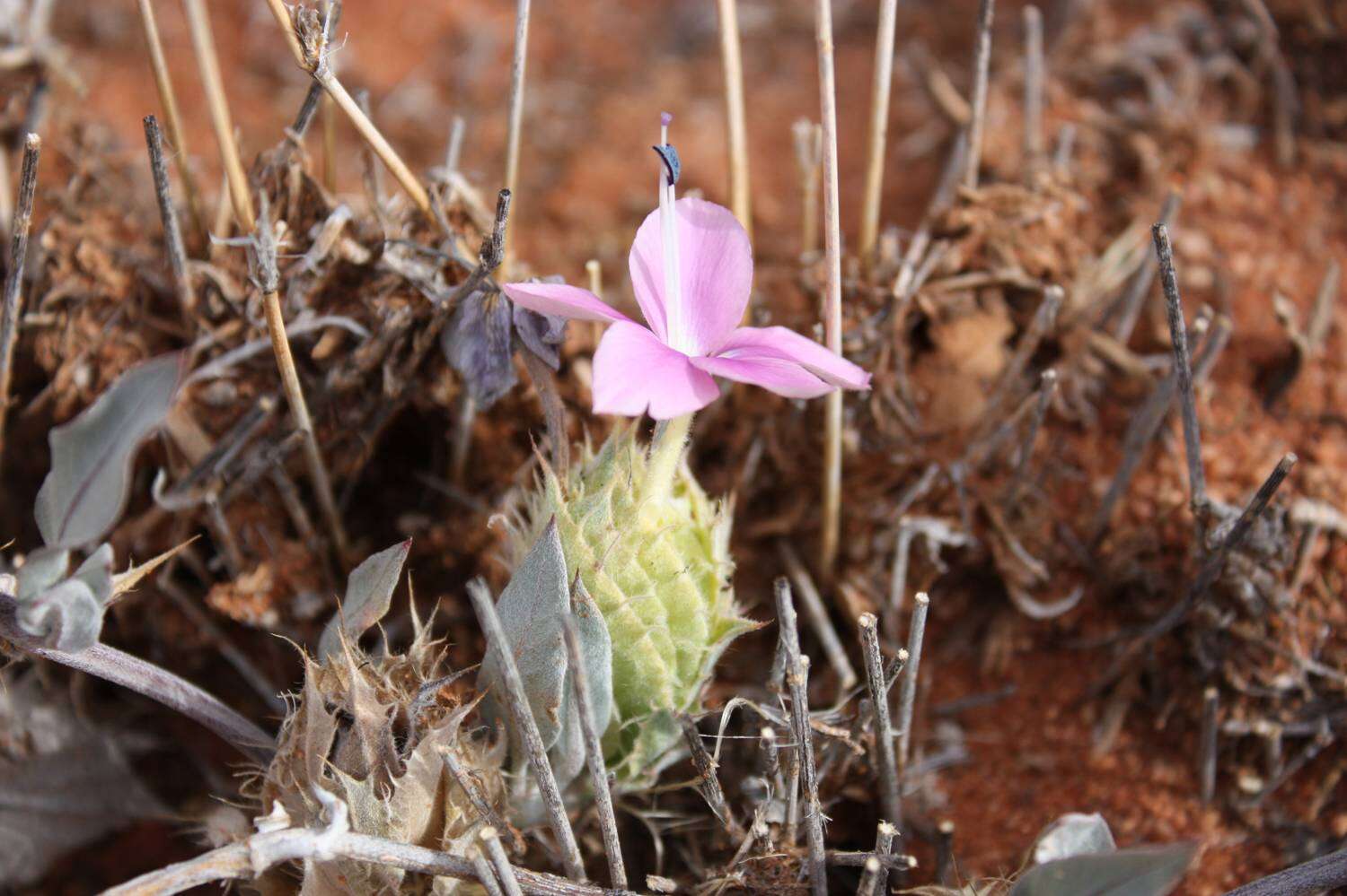 Image of Barleria lichtensteiniana Nees