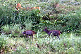 Image of Sambar