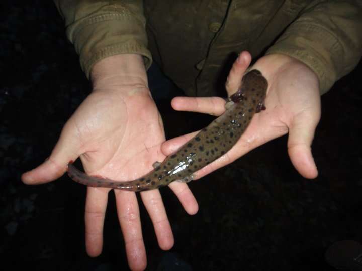 Image of Waterdogs & Mudpuppies