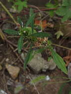 Image of Chinese motherwort