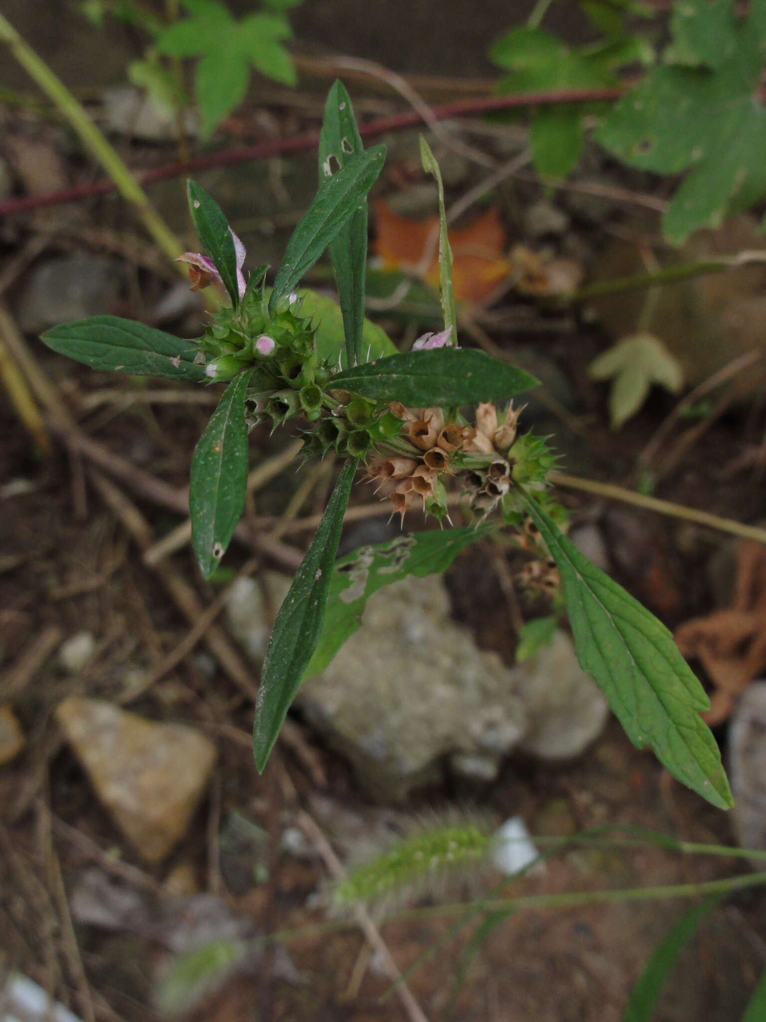 Image of Chinese motherwort