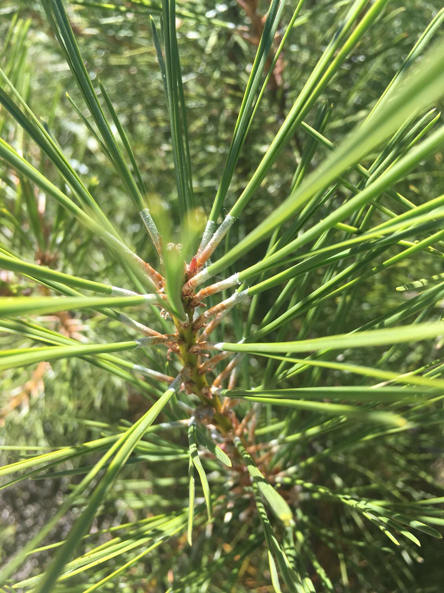 Imagem de Pinus attenuata Lemmon